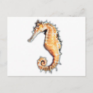 Postal Caballo marino