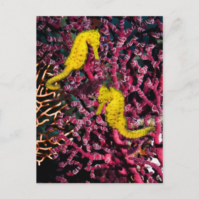 Postal Caballo marino común | Hippocampus Taeniopterus (Anverso)