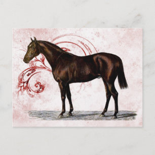 Postal Caballo marrón