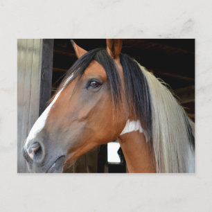 Postal Caballo Marrón con Lucero Blanco Crin Negra y Blan