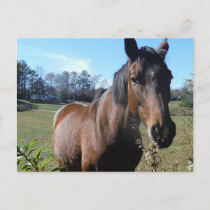 Postal Caballo marrón contra cielo azul
