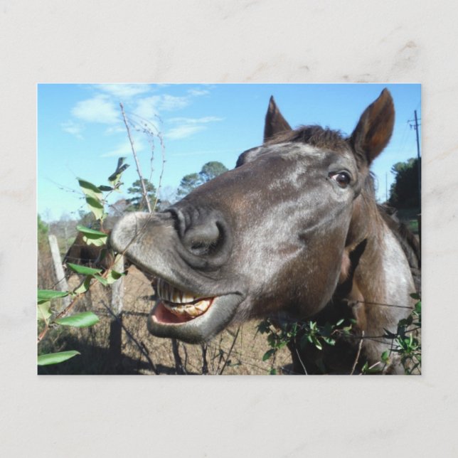Postal Caballo marrón de cara divertida (Anverso)
