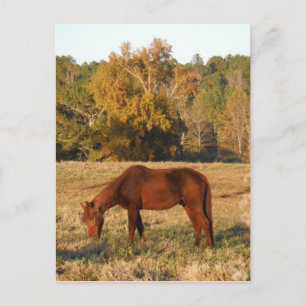Postal Caballo marrón en campo de árbol amarillo