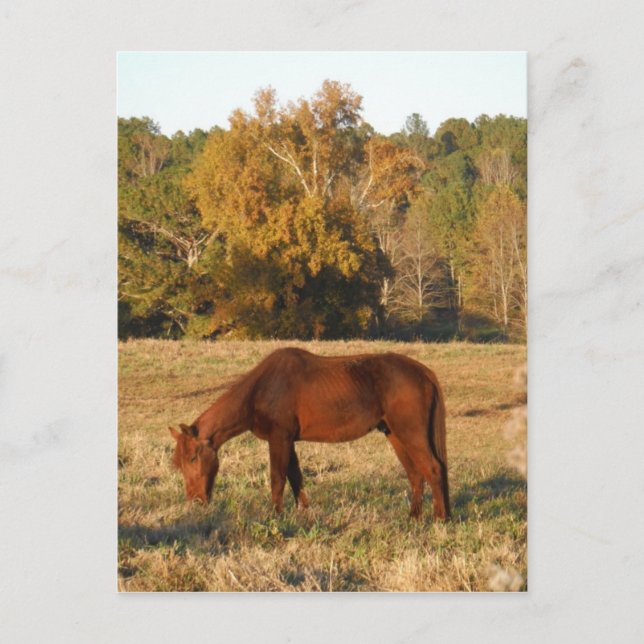 Postal Caballo marrón en campo de árbol amarillo (Anverso)
