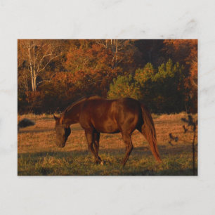 Postal Caballo marrón en un campo de otoño