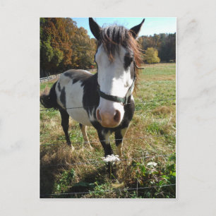 Postal Caballo marrón y blanco, caballo pintado, flor Rei