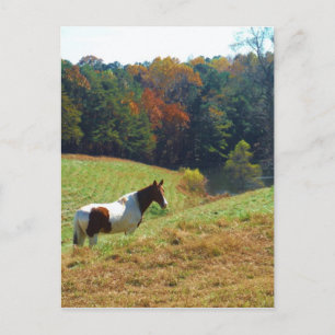 Postal Caballo marrón y blanco de árboles de otoño