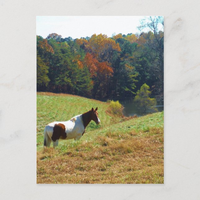 Postal Caballo marrón y blanco de árboles de otoño (Anverso)
