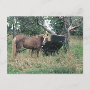 Postal Caballo Mirando el Viejo Buggy