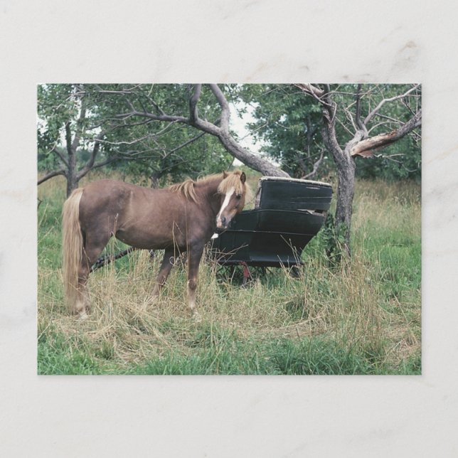 Postal Caballo Mirando el Viejo Buggy (Anverso)