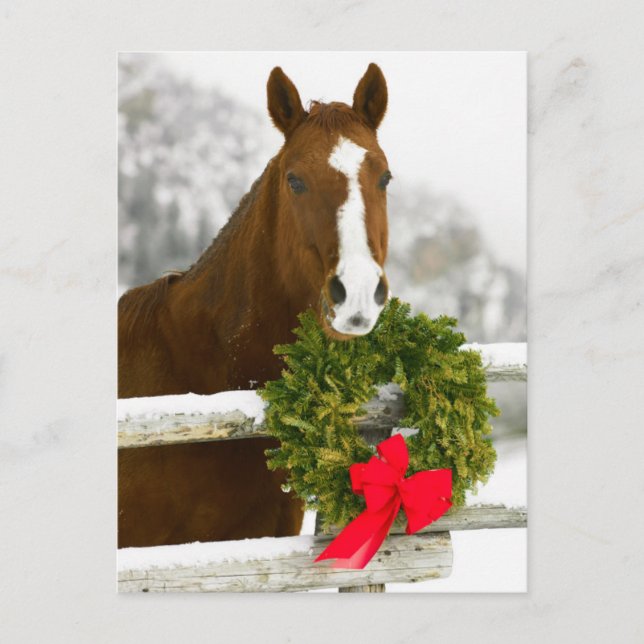 Postal Caballo mirando la cerca (Anverso)