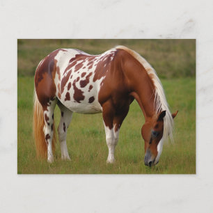 Postal Caballo Mustang Pinto Regordete