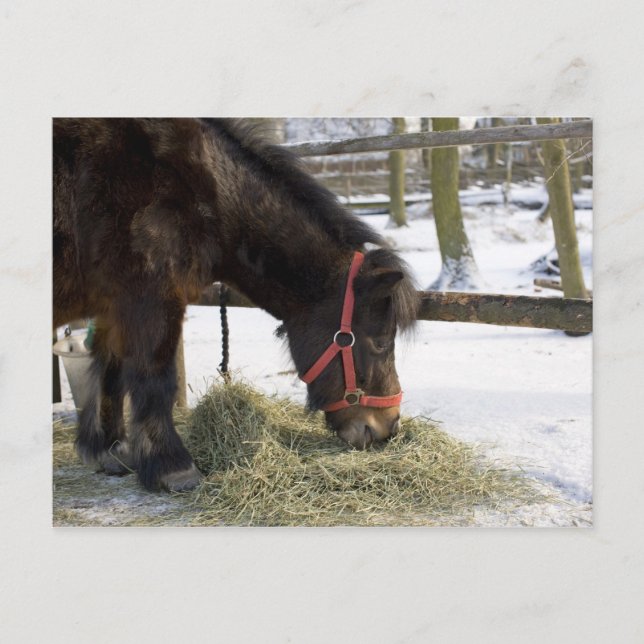 Postal Caballo nativo de Gotland (Anverso)