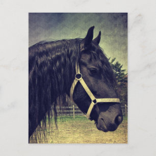Postal Caballo negro
