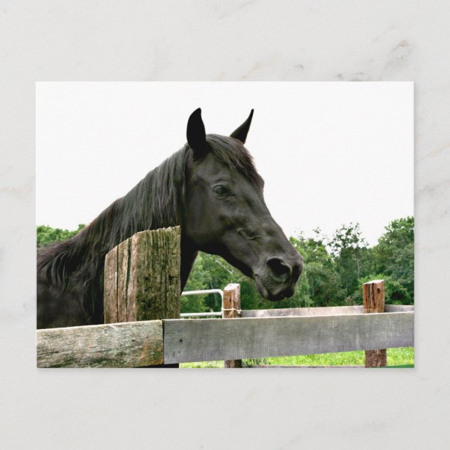 Postal Caballo negro (Anverso)