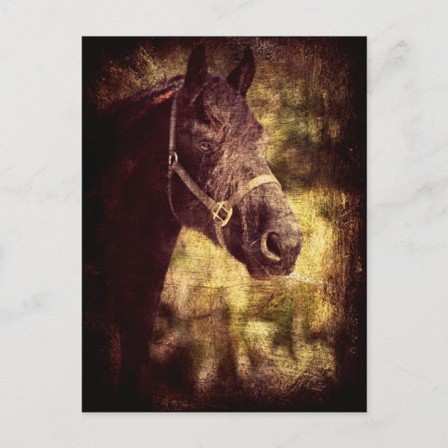 Postal Caballo negro (Anverso)