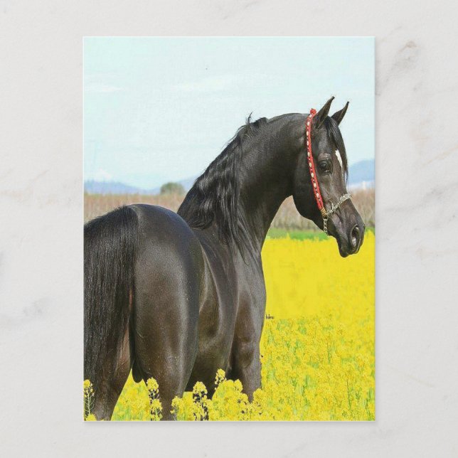 Postal Caballo negro (Anverso)
