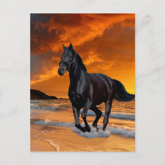 POSTAL CABALLO NEGRO, ESTALLÓN NEGRO, CORRIENTE Y GRATUIT