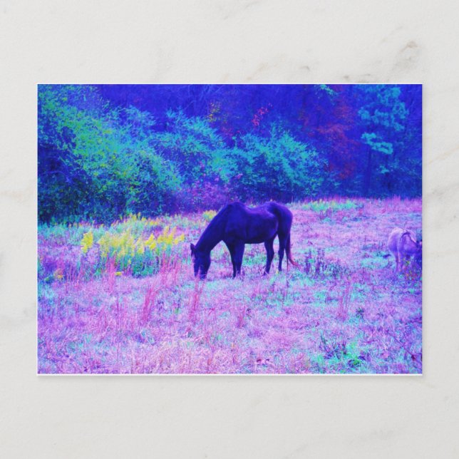Postal Caballo negro morado en campo arco iris (Anverso)
