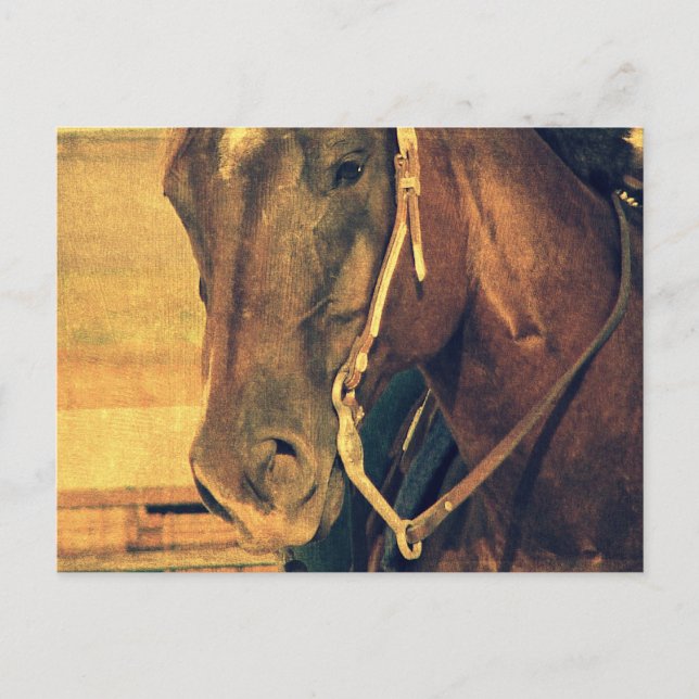 Postal Caballo Occidental (Anverso)