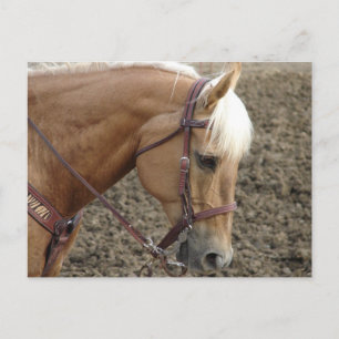 Postal Caballo Occidental Palomino