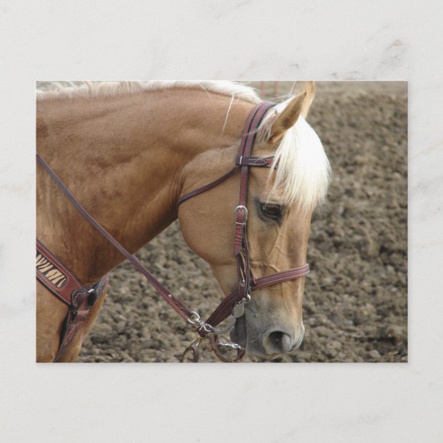 Postal Caballo Occidental Palomino (Anverso)