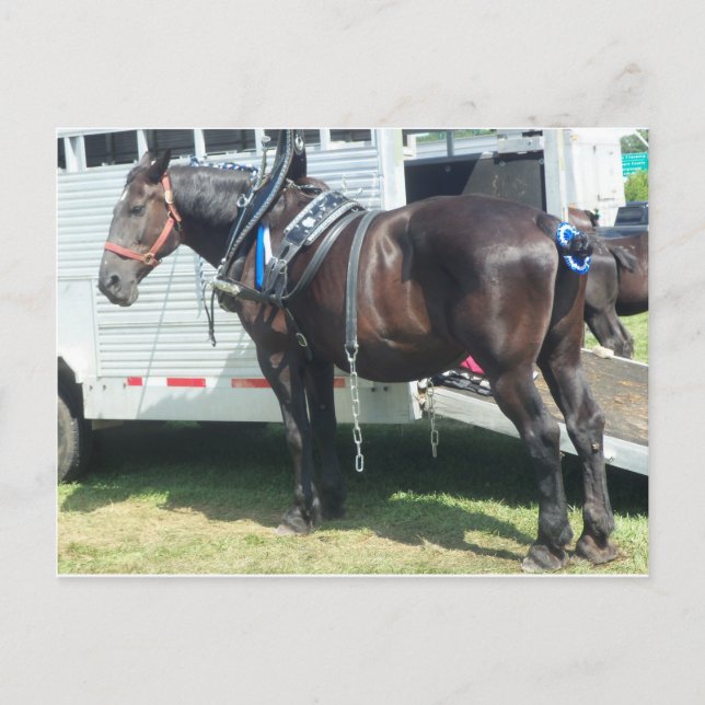 Postal Caballo oscuro (Anverso)