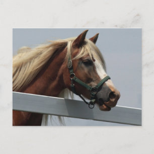 Postal Caballo Palomino