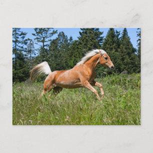 Postal Caballo Palomino corriendo a través de una pradera