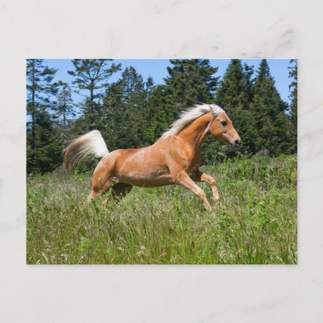 Postal Caballo Palomino corriendo a través de una pradera (Anverso)