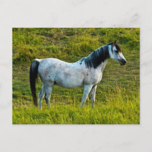 Postal Caballo Palouse, Colfax, Área de Palouse, Washingt