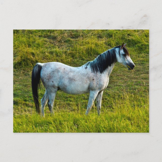 Postal Caballo Palouse, Colfax, Área de Palouse, Washingt (Anverso)