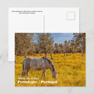 Postal Caballo pastoreando en un prado de flores amarilla