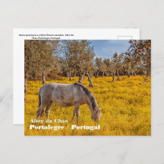 Postal Caballo pastoreando en un prado de flores amarilla