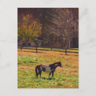 Postal Caballo pintado a lo lejos