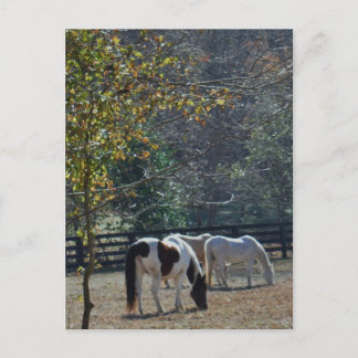 Postal Caballo pintado de color marrón y blanco y caballo