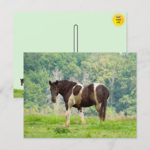Postal Caballo pintado de Estados Unidos en un campo