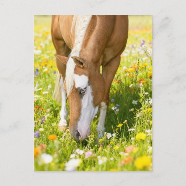 Postal Caballo pintado en la pradera de flores silvestres (Anverso)