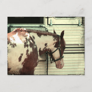 Postal Caballo Pintado en Remolque