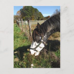 Postal Caballo pintado, flor de la reina de la alimentaci