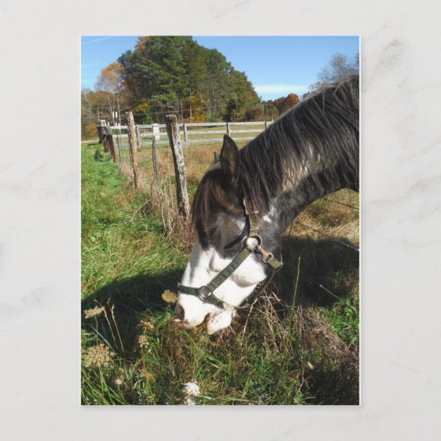 Postal Caballo pintado, flor de la reina de la alimentaci (Anverso)