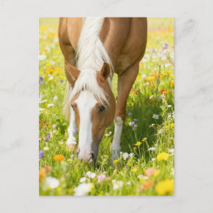 Postal Caballo pintado Palomino en la pradera de flores s