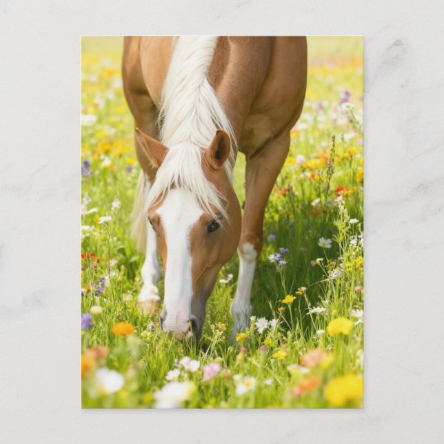 Postal Caballo pintado Palomino en la pradera de flores s (Anverso)