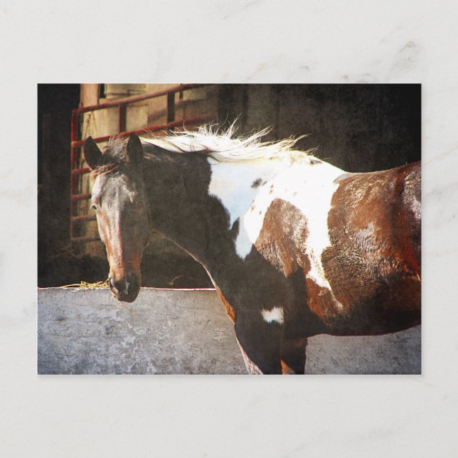 Postal Caballo Pinto (Anverso)