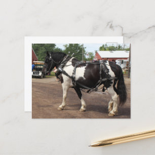 Postal Caballo Pinto Borrador