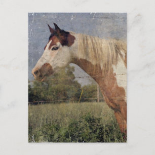 Postal Caballo Pinto Grunge
