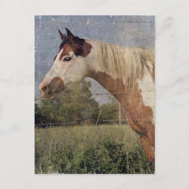 Postal Caballo Pinto Grunge (Anverso)