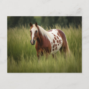 Postal Caballo Pinto Único