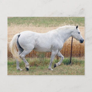 Postal Caballo Por Una cerca
