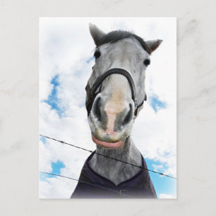 Postal Caballo que se vuelve amapotable - Cara divertida